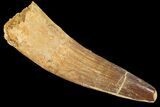 Spinosaurus Tooth - Real Dinosaur Tooth #134494-1